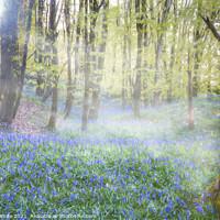 Buy canvas prints of Bluebells at Dawn by Shaun White
