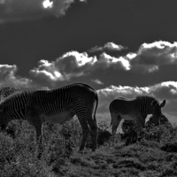 Buy canvas prints of zebras grazing by macaulay sanders