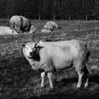 Buy canvas prints of Sheep posing B&W by macaulay sanders