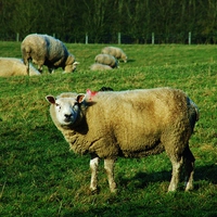 Buy canvas prints of Sheep posing by macaulay sanders