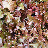 Buy canvas prints of Red Salad Leaves by Audrey Walker