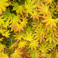 Buy canvas prints of Acer Tree Coloured Leaves by Audrey Walker
