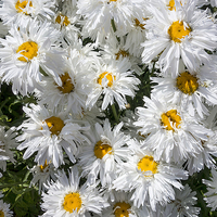 Buy canvas prints of Shasta Daisies by Audrey Walker