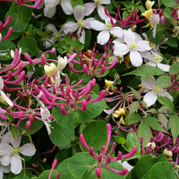 Buy canvas prints of Honeysuckle and Clematis by Audrey Walker