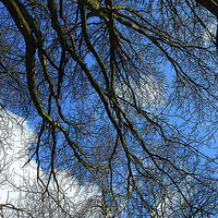 Buy canvas prints of Blue Sky and Branches by Audrey Walker