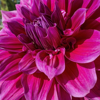Buy canvas prints of  PINK DAHLIA by Audrey Walker
