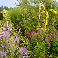 Buy canvas prints of herbaceous border late Summer by Audrey Walker