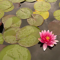 Buy canvas prints of water lily in pond by Audrey Walker