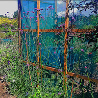 Buy canvas prints of allotment border by Audrey Walker