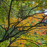 Buy canvas prints of Autumn colours by Audrey Walker
