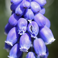 Buy canvas prints of Grape hyacinths by Piet Peters