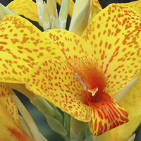 Buy canvas prints of orchid by Piet Peters