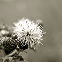 Buy canvas prints of Black and White Thistle by Toby  Jones