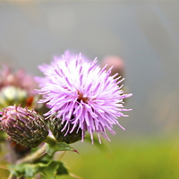 Buy canvas prints of Thistle in Flower, Colour by Toby  Jones