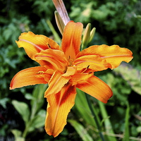 Buy canvas prints of Orange Iris Flower by Toby  Jones