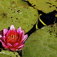 Buy canvas prints of Pink Water Lilly by Toby  Jones