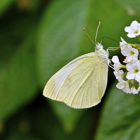 Buy canvas prints of Small White Butterfly by Toby  Jones