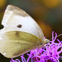 Buy canvas prints of Large White Butterfly by Toby  Jones