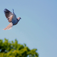 Buy canvas prints of Collared Dove by Toby  Jones