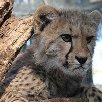 Buy canvas prints of Cheetah Cub by Toby  Jones