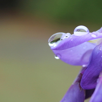 Buy canvas prints of Water Droplets on Wistera by Toby  Jones