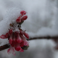 Buy canvas prints of Snow Blossom by Toby  Jones