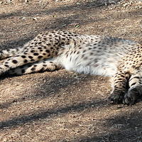 Buy canvas prints of Lazy Cheetah by Toby  Jones