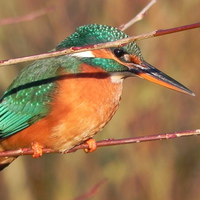 Buy canvas prints of Kingfisher no.1 by Paul coles