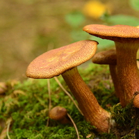 Buy canvas prints of Toadstool Family by Pete White