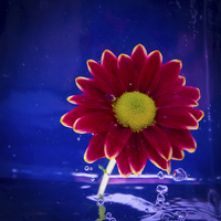 Buy canvas prints of Water Flower by Pete White