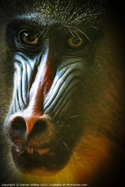 Mandrill Close up Picture Board by Darren Wilkes