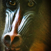 Buy canvas prints of Mandrill Close up by Darren Wilkes