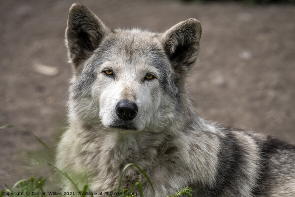  Wolf  Picture Board by Darren Wilkes