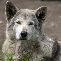Buy canvas prints of  Wolf  by Darren Wilkes