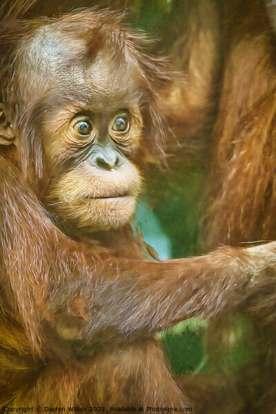 Orangutan Baby  Picture Board by Darren Wilkes
