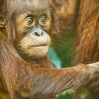 Buy canvas prints of Orangutan Baby  by Darren Wilkes