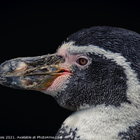 Buy canvas prints of Humboldt Penguin    by Darren Wilkes