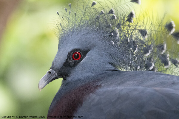  Crowned Pigeon Picture Board by Darren Wilkes