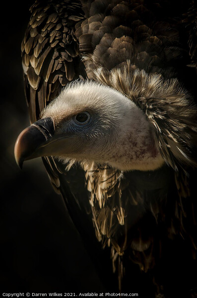Eurasian Griffon Vulture  Picture Board by Darren Wilkes