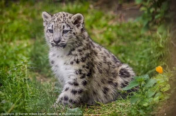 Baby Snow Leopard Picture Board by Darren Wilkes