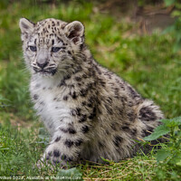 Buy canvas prints of Baby Snow Leopard by Darren Wilkes