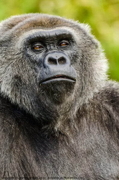 Silver back Gorilla  Picture Board by Darren Wilkes