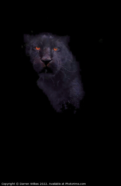 Jaguar In The Shadows  Picture Board by Darren Wilkes