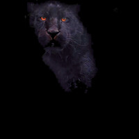 Buy canvas prints of Jaguar In The Shadows  by Darren Wilkes