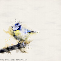 Buy canvas prints of Blue tit watercolour by Darren Wilkes