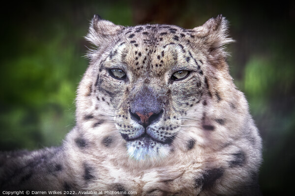 The Elusive Snow Leopard Picture Board by Darren Wilkes