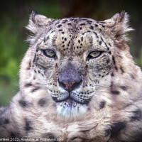 Buy canvas prints of The Elusive Snow Leopard by Darren Wilkes
