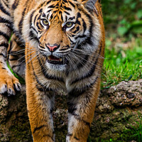 Buy canvas prints of The Fierce and Endangered Amur Tiger by Darren Wilkes