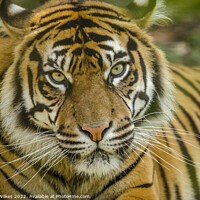 Buy canvas prints of A Tigers Stare by Darren Wilkes