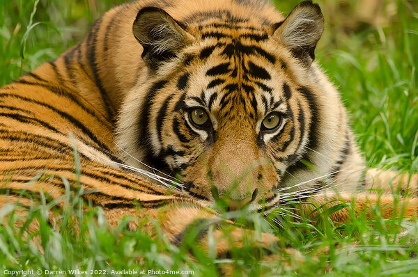 Sumatran Tiger Cub Resting  Picture Board by Darren Wilkes